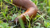 Gardener shares two unlikely natural remedies to get rid of slugs for good