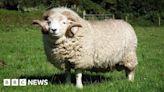 Exmoor Horn Sheep bring joy to Somerset farmer couple