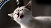 Cat drinking a lot of water: is it a problem?