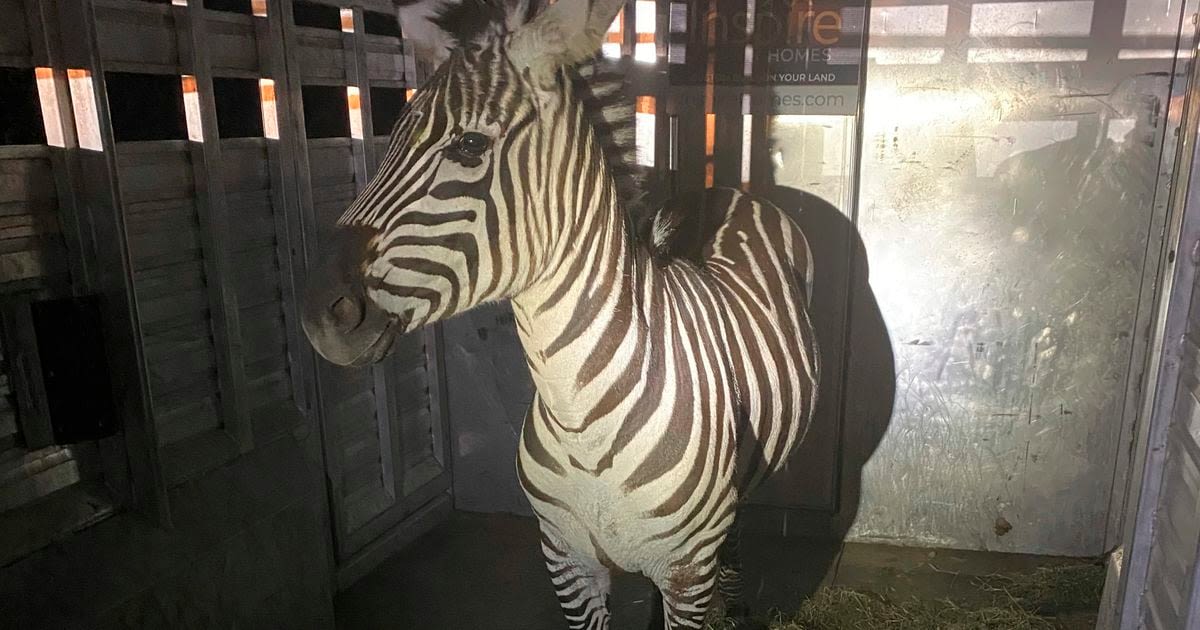 Escaped zebra captured near Seattle after gallivanting around Cascade mountain foothills for days