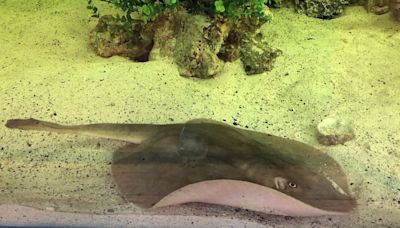 Charlotte the stingray not pregnant, has disease, says North Carolina aquarium: 'Truly sad'