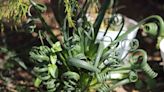 Looking for a Unique Plant? The Curly Frizzle Sizzle Is the One for You