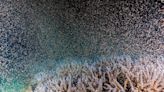 影/「粉紅潮」再現！澎湖珊瑚產卵大爆發 海底星空夢幻景象曝光