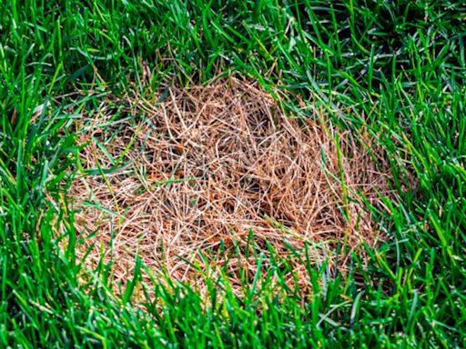 5 Simple Fixes for Brown Patches on Your Lawn