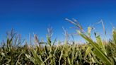 Rain, cooler weather in Argentina farmlands should stall leafhopper spread