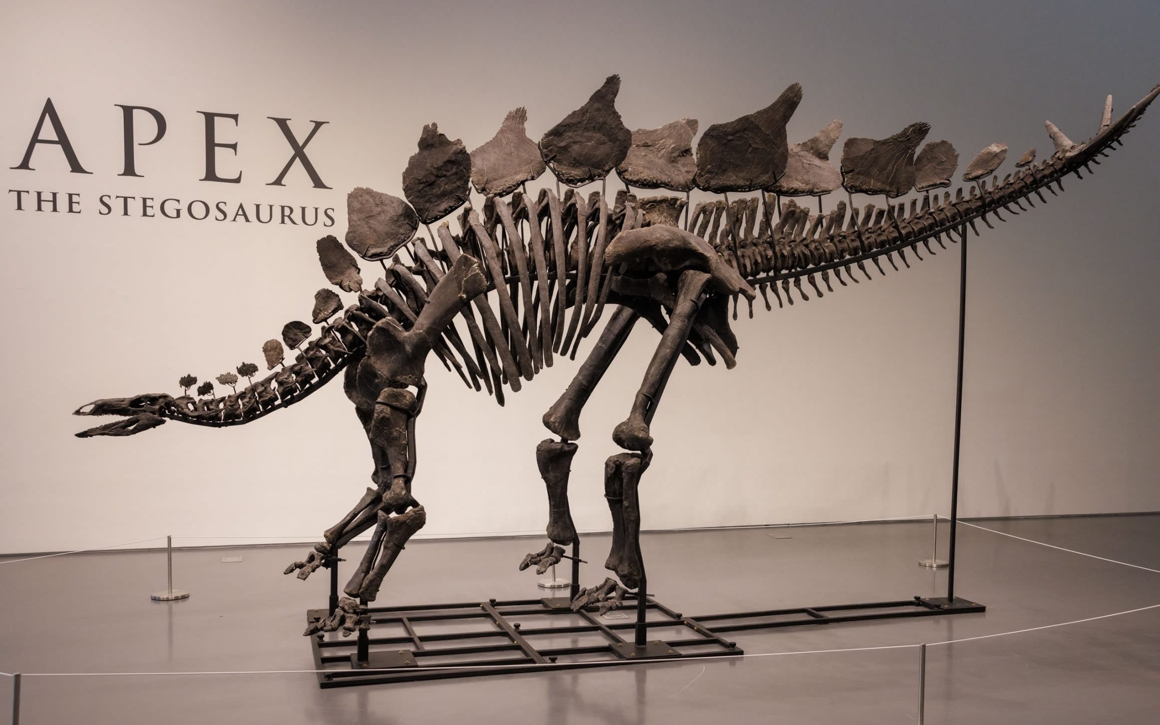 The ultra-rich are buying up dinosaur bones – and ruining it for scientists