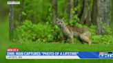 DNR: Minnesota man captures "photo of a lifetime", bobcat stalking prey