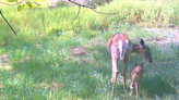 Watch this newborn fawn and its momma grazing