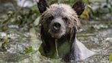 Researchers set traps to capture Alberta grizzly bear hairs