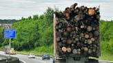 EU Should Delay Deforestation Regulation, Senior Lawmaker Says