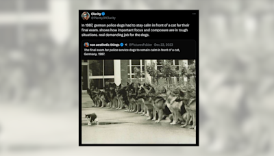 Fact Check: A Pic Reportedly Shows German Police Dogs Staying 'Calm in Front of a Cat for their Final Exam.' Or Does It?