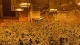 Police seize hundreds of marijuana plants at yet another illegal grow operation in Maine