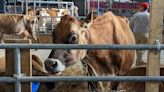 PA Farm Show 2024: List of animal events to visit