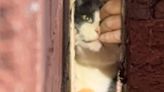 Firefighters rescue cat from 8cm gap after it got wedged between two walls