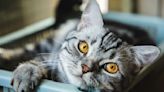 32 fun facts about American shorthair cats