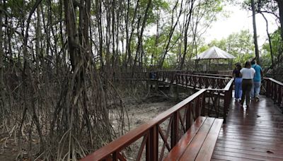 Nutrias y mapaches ingresan por el río Daule al Parque Histórico de Samborondón, donde habrá reforestación con manglar