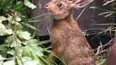 Baby hare in care of Scottish SPCA after travelling from England to Scotland 'in backpack'