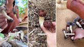 Gardener demonstrates how shockingly easy it is to grow mushrooms with this ‘brilliant’ method: ‘Definitely the easiest way’