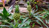 How Long Does It Take to Grow a Pineapple?