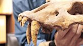 'Ugly' fossil places extinct saber tooth cat in Texas