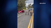 WATCH: Zebras break loose on a highway in Washington state - The Sprint