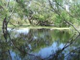 Madrona Marsh