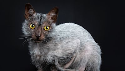 9 Rare Cat Breeds Most People Don't Know About