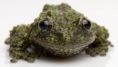 Exhibición sobre ranas en el Acuario del Pacifico muestra “un mundo cambiante”