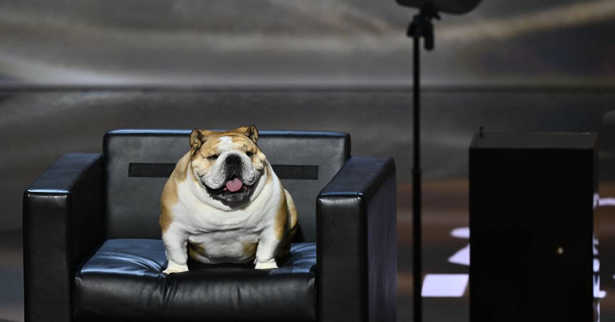 Meet Babydog, the 60-pound bulldog who stole the show at RNC convention