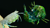 Bullet-fast mantis shrimp punches caught by super-speed cameras