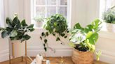 We Found the Perfect Houseplant for You Based on Your Zodiac Sign