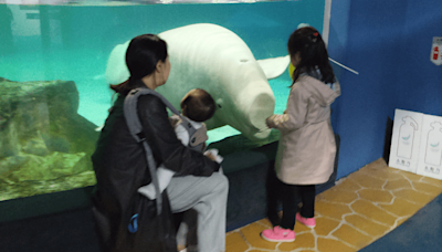 Free Bella: Activists Urge To Release Captive Beluga From Mega Mall In South Korea