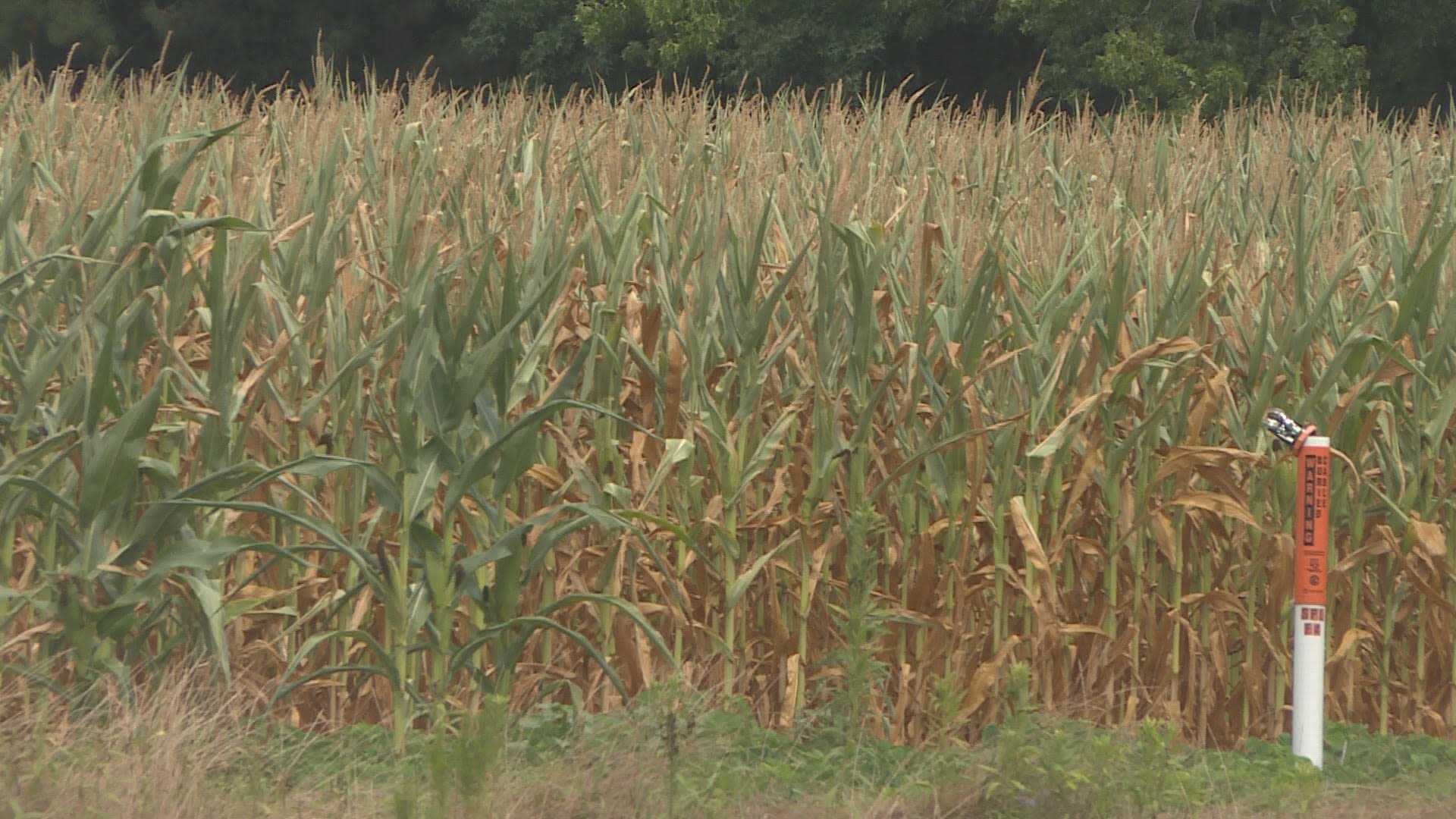Natural disaster declared in N.C. due to drought, eligible farmers may be able to receive assistance | Fox Wilmington WSFX-TV