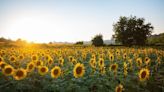Sunflower field owners ask visitors to stop taking nude photos