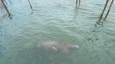 'It's what we do': Florida manatee caught in pound net rescued, freed by Virginia Marine Police