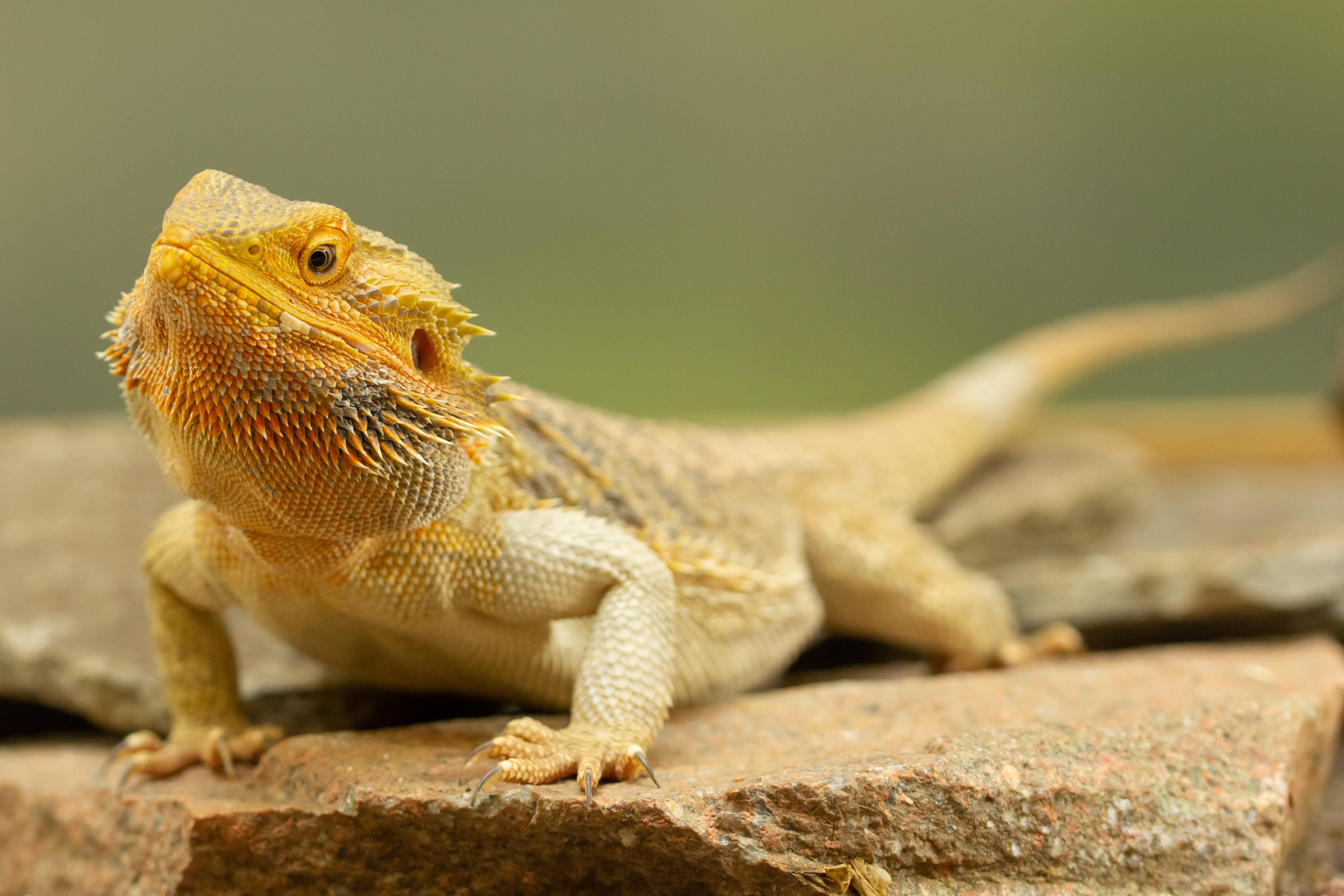 Salmonella outbreak linked to pet bearded dragons infects four in New York. What you should know