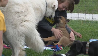 Scatter Joy Acres provides sanctuary near Murray for animals, people