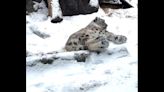 Watch: Adorable Akron Zoo animals have the most fun in the snow