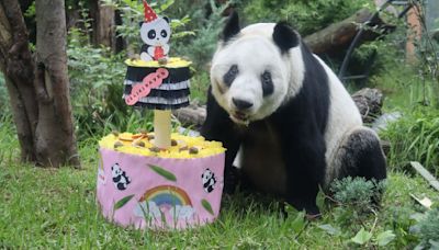 ¡Qué barbarosidad! Xin Xin, la legendaria panda de Chapultepec cumple 34 años