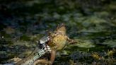 Pictured: Primary school children witness frog escape snake’s jaws