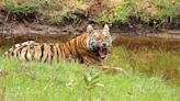 World Tiger Day: The big cat’s mortality alarming, say experts