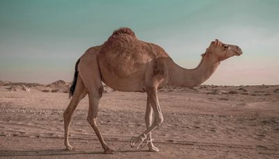 Pakistani Landlord Faces Jail For Chopping Off Camel's Leg