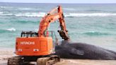 Hawaii whale dies with fishing nets, plastic bags in stomach