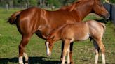 The economic influence of Texas’ horse industry
