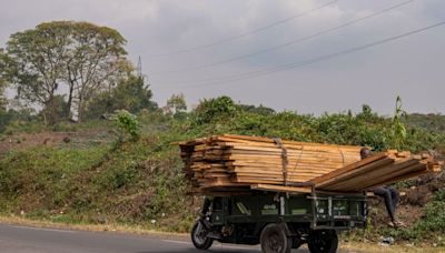 DR Congo conflict fuels forest loss