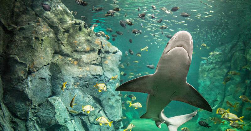 Celebrate ‘Summer of the Shark’ at the St. Louis Aquarium