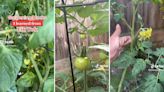 Gardener shares easy natural hack to ensure thriving tomato plants: ‘Just a little tap tap tap’