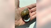 Invasive mystery snail discovered in Lake Lanier