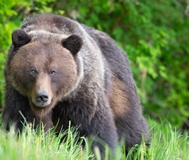 Mauled hiker reveals he played dead when grizzly bear attacked – then she accidentally pepper sprayed herself