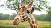 Shaggy, Columbus Zoo’s cherished giraffe, euthanized at 22